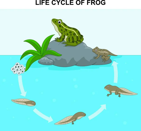 Kurbağa Yaşam Döngüsünün Gösterimi — Stok Vektör
