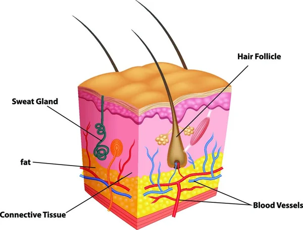 Illustratie Van Laag Van Huid Poriën Anatomie — Stockvector