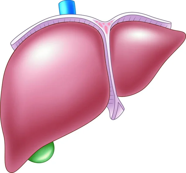 Ilustración Anatomía Del Hígado Humano — Archivo Imágenes Vectoriales