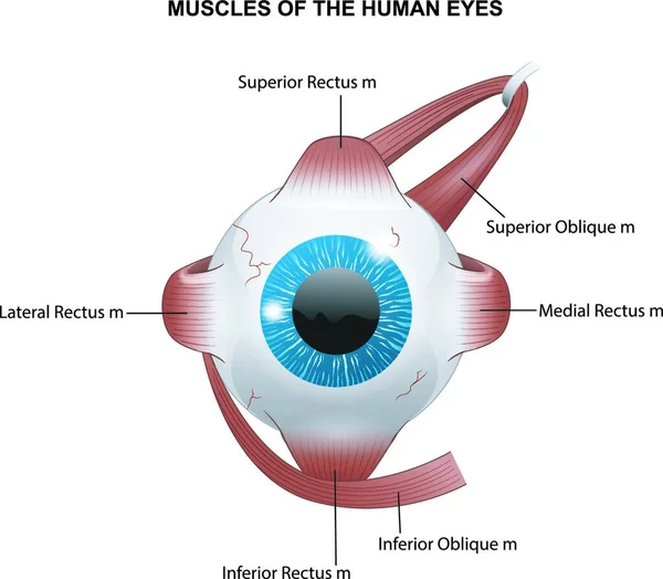 Muscles Human Eyes — Stock Vector