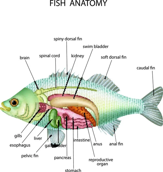 Illustration Eines Fisches — Stockvektor