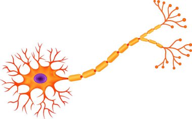 Illustration of Human Neuron Anatomy clipart