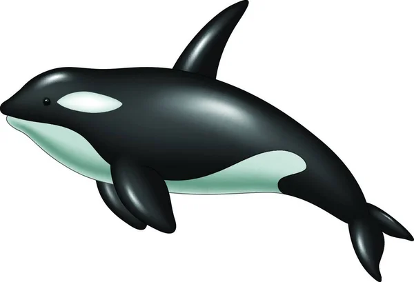 白地に隔離されたかわいいキラークジラ — ストックベクタ
