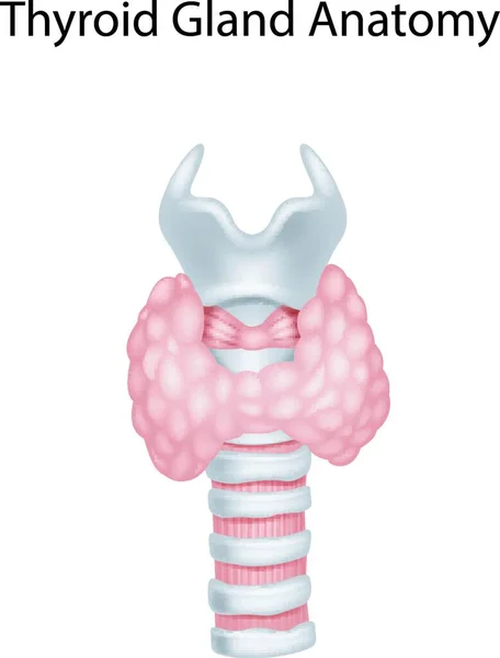 Illustration Der Schilddrüsenanatomie — Stockvektor