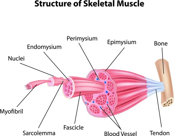 Ilustracja Budowy Anatomii Mięśni Szkieletowych — Wektor stockowy