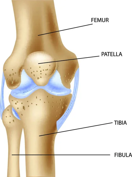 Ilustrasi Anatomi Bersama Lutut Manusia - Stok Vektor