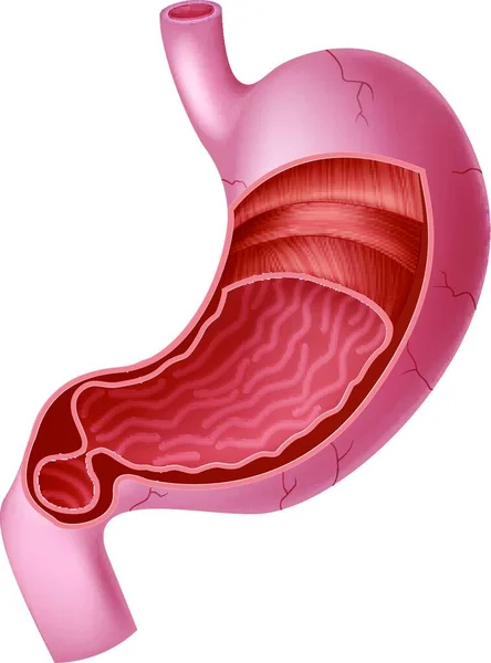 Illustration Der Anatomie Des Menschlichen Inneren Magens — Stockvektor
