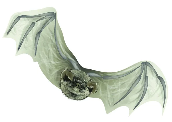 Morcego Isolado Branco Close Morcego Voador — Vetor de Stock