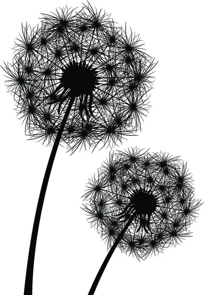 Одуванчик Цветущее Растение Силуэт Одуванчика Белом Фоне — стоковый вектор