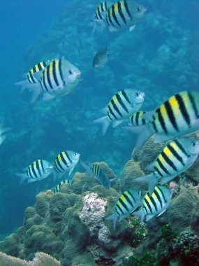 marine life, seawater fauna clipart