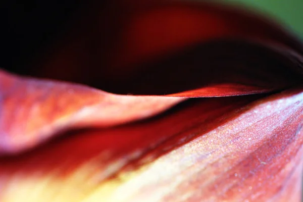 Schöne Botanische Aufnahme Natürliche Tapete — Stockfoto