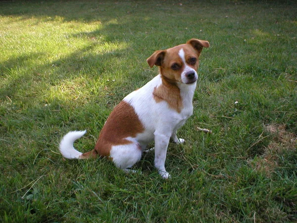 Portrait Cute Dog — Stock Photo, Image