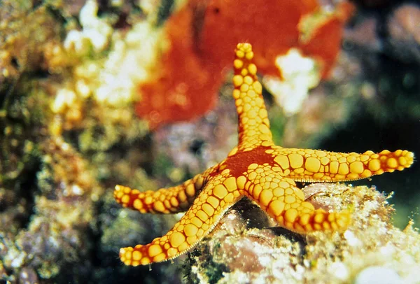 Zeedieren Zeesterren — Stockfoto