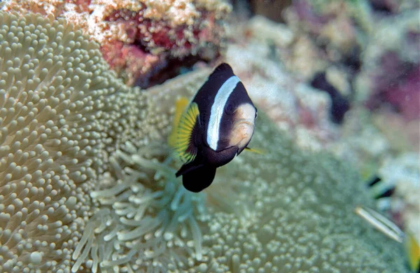 Vacances Paradisiaques Aux Maldives Île — Photo