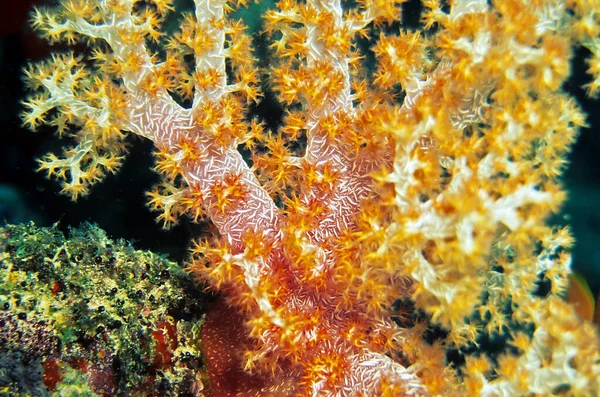 Měkké Korály Hluboké Mořské Vodě — Stock fotografie