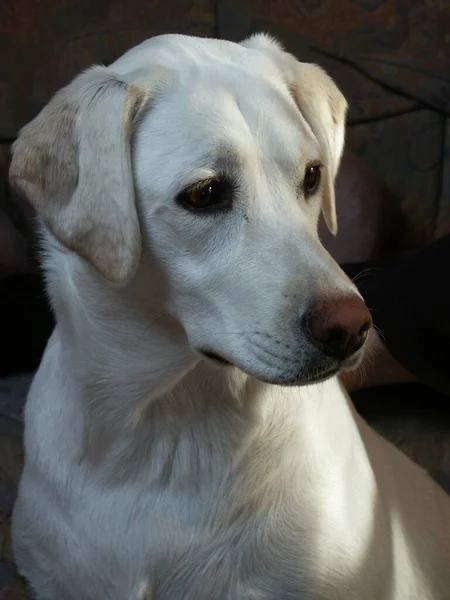 Portrait Cute Dog — Stock Photo, Image