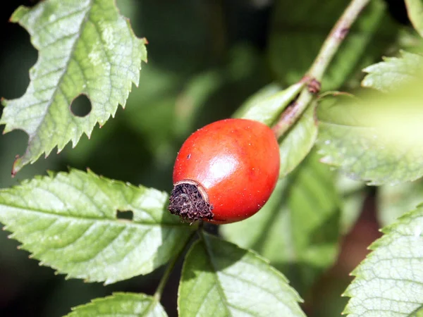 Rose Hip Red Berries — Stock Photo, Image