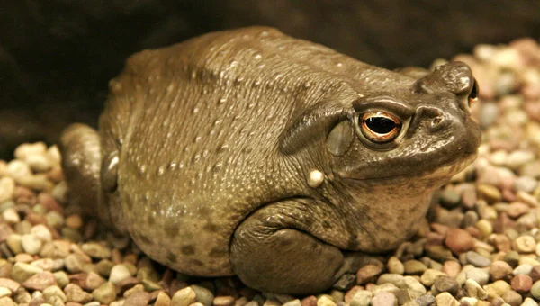 Amphibian Animal Wild Frog — Stock Photo, Image