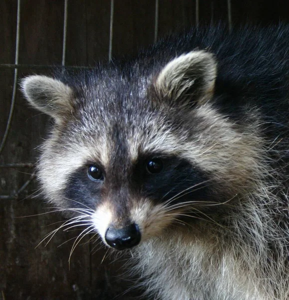 動物園での動物の閉鎖 — ストック写真