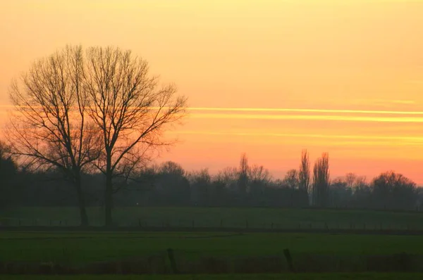 Sonnenuntergang Feld Mit Bäumen Und Wolken — Stockfoto