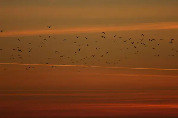 Silhouette Seagull Flying Sky — Stock Photo, Image