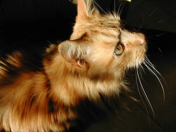 Perto Gato Vermelho — Fotografia de Stock