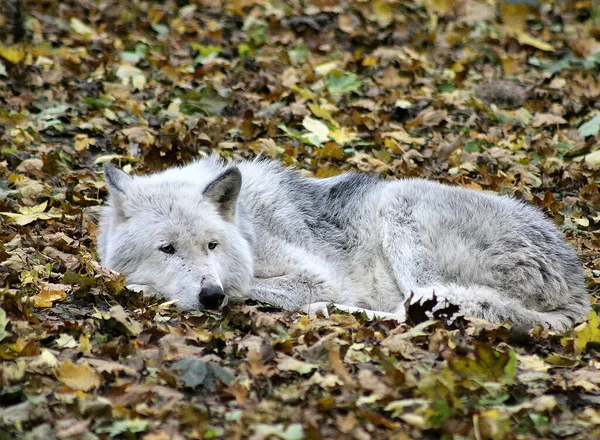 Vista Panorámica Del Lobo Salvaje Naturaleza — Foto de Stock