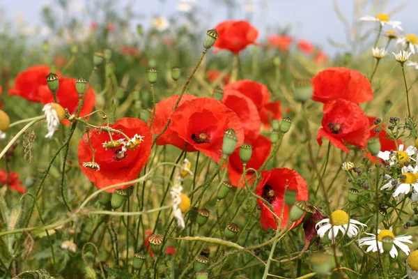 Mezei Mák Virágok Vörös Virágok Szirmok — Stock Fotó