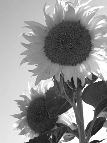 Girasol Blanco Negro — Foto de Stock