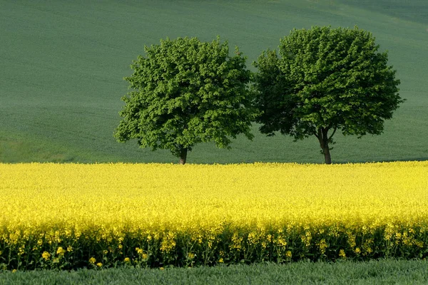 Vista Pittoresca Del Paesaggio Campagna — Foto Stock