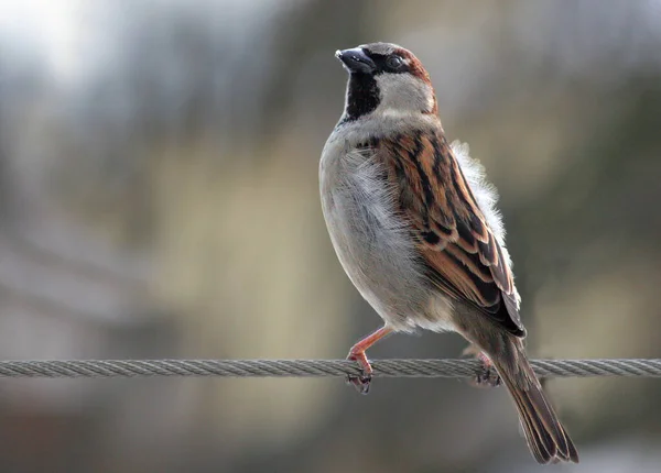 Scenic View Beautiful Bird Nature — Stock Photo, Image