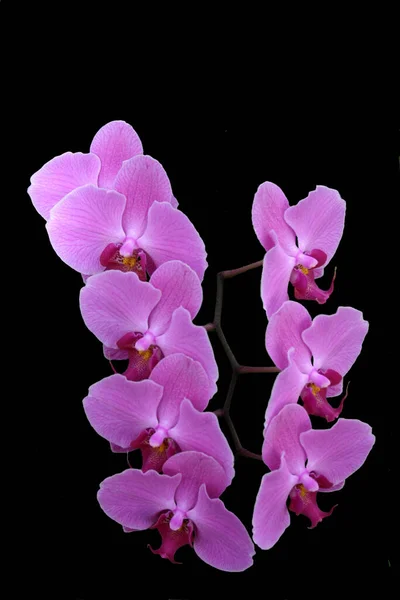 Scenic Beautiful Colorful Orchid Flower — Stock Photo, Image