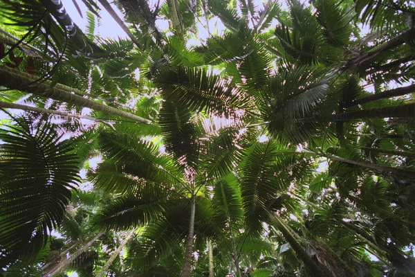 美丽的森林景观 — 图库照片