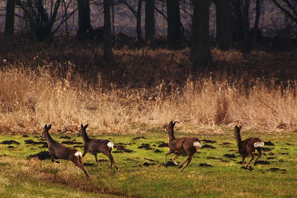 Des Cerfs Sauvages Route Vers Sous Bois — Photo