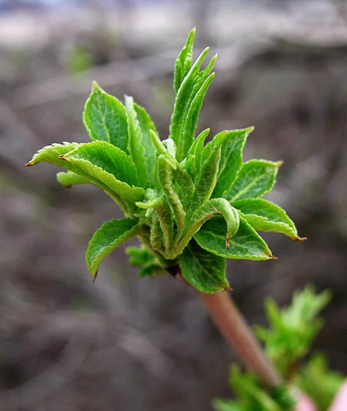 Piękne Botaniczne Ujęcie Naturalna Tapeta — Zdjęcie stockowe