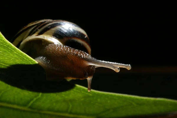 Snail Gastropod Mollusk Animal — Stock Photo, Image