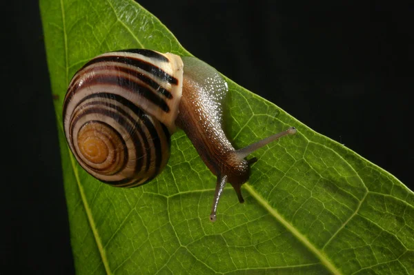 Schnecke Auf Dem Blatt — Stockfoto