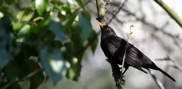 Schwarze Krähe Sitzt Auf Einem Ast — Stockfoto