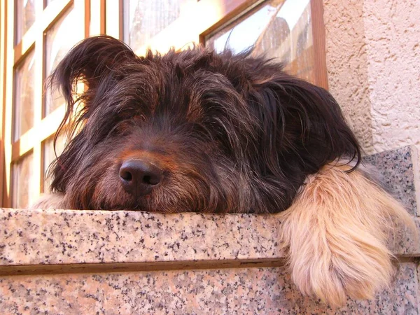 Oggi Quando Sono Tornato Casa Nostro Cane Stava Annoiando Nuovo — Foto Stock