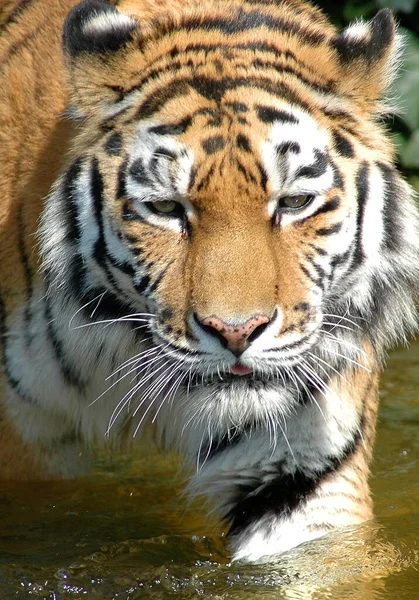 Retrato Tigre Bengala — Fotografia de Stock