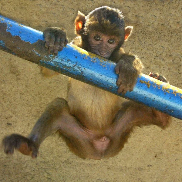 Opice Běžný Název Který Může Odkazovat Skupiny Nebo Druhy Savců — Stock fotografie