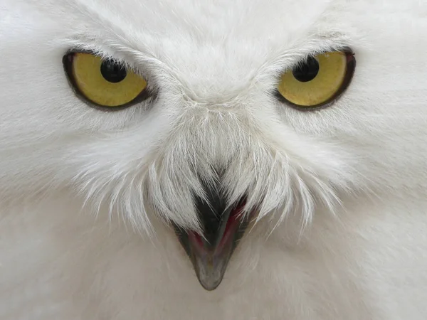 Schnee Eule Vogel Weiße Vogelfedern — Stockfoto