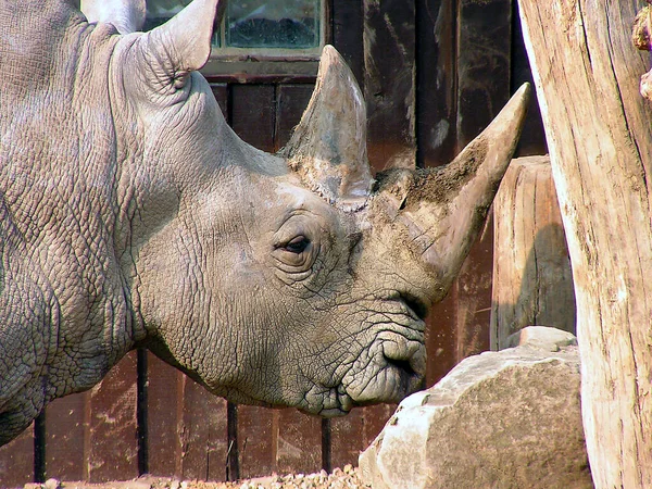 Closeup Animal Zoo — Stock Photo, Image