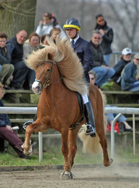 Rennpferd Läuft Wettbewerb — Stockfoto