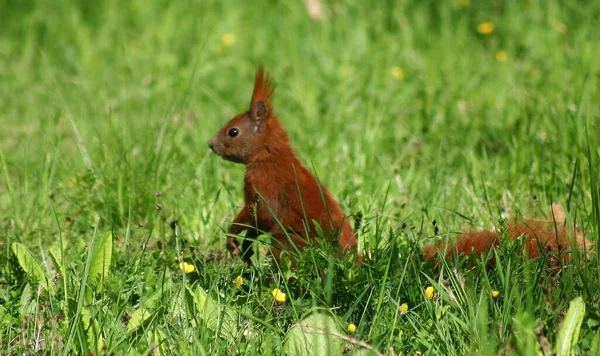 다람쥐 — 스톡 사진