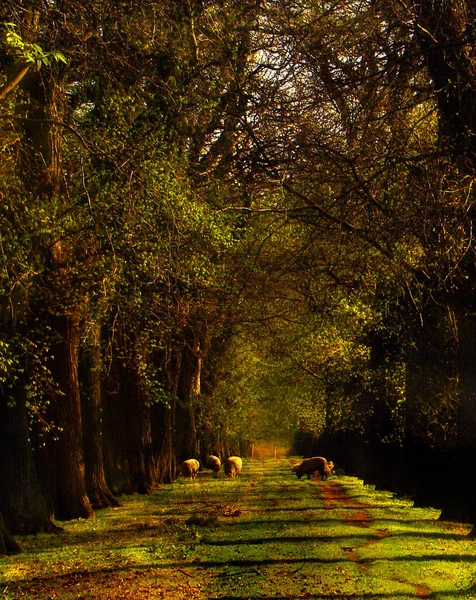 Podzimní Park Stromy Zelenou Trávou — Stock fotografie