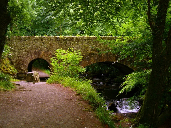 Vue Panoramique Sur Magnifique Paysage Forestier — Photo