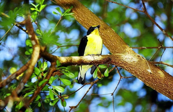 Vista Panorámica Hermoso Pájaro Naturaleza — Foto de Stock