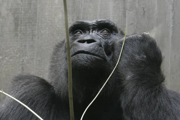 Unfortunately Gorilla Just Held Branch Front Him Because Frowned Later — Stock Photo, Image