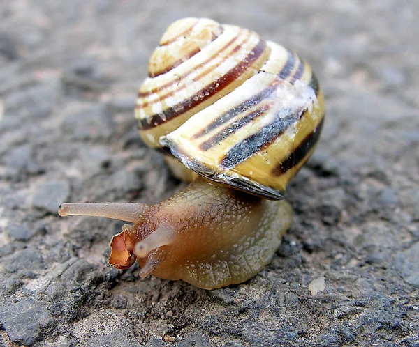 カタツムリの殻軟体動物の殻 — ストック写真